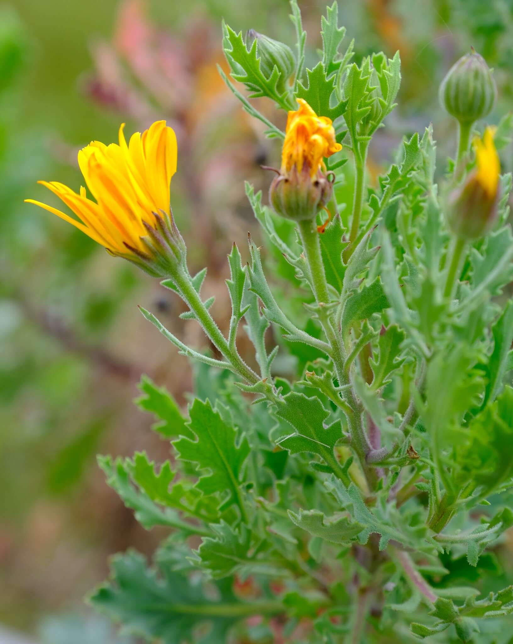 Image of Chrysanth Rain Daisy