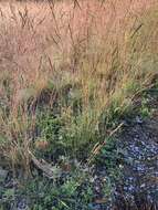 Image of hard fescue