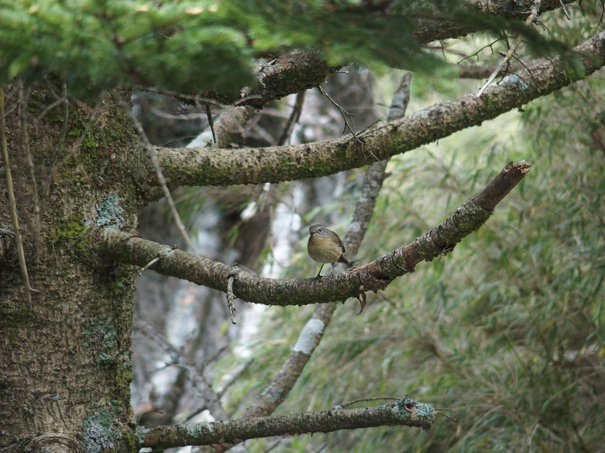 Image of Collared Bush Robin