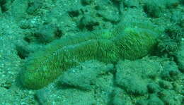 Image of Slipper coral