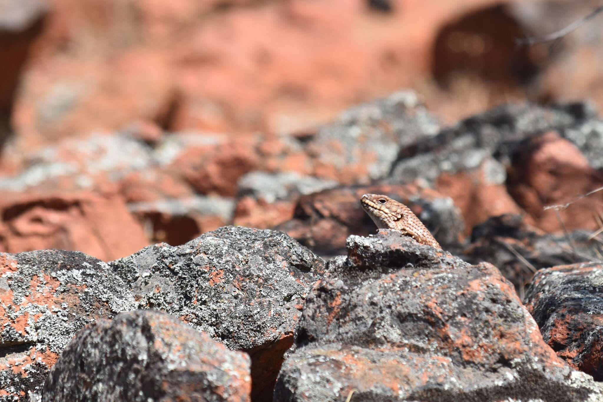 Image of Gidgee Skink