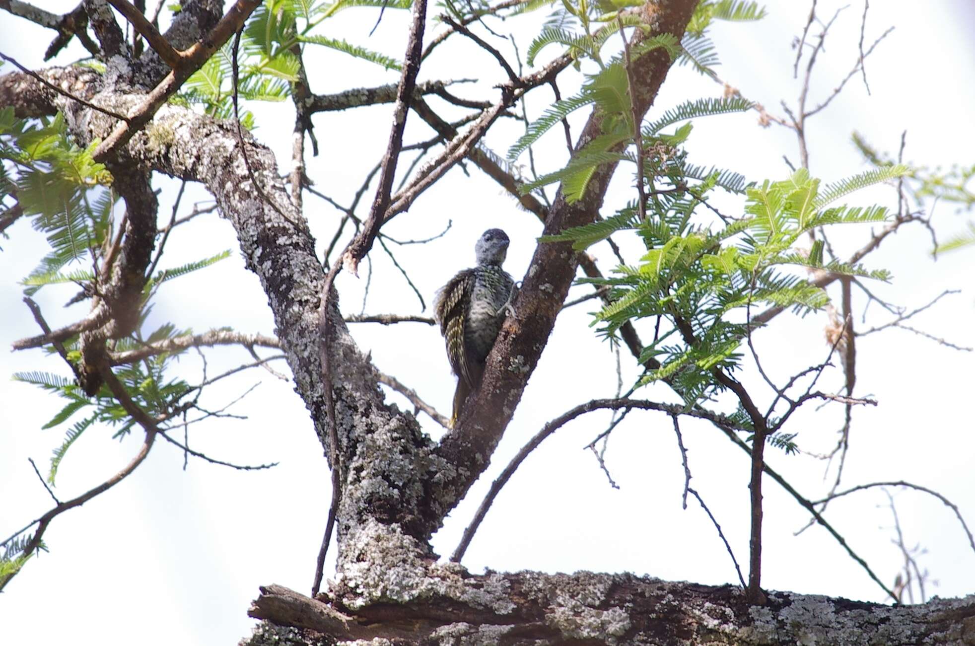 Image of Golden-tailed Woodpecker