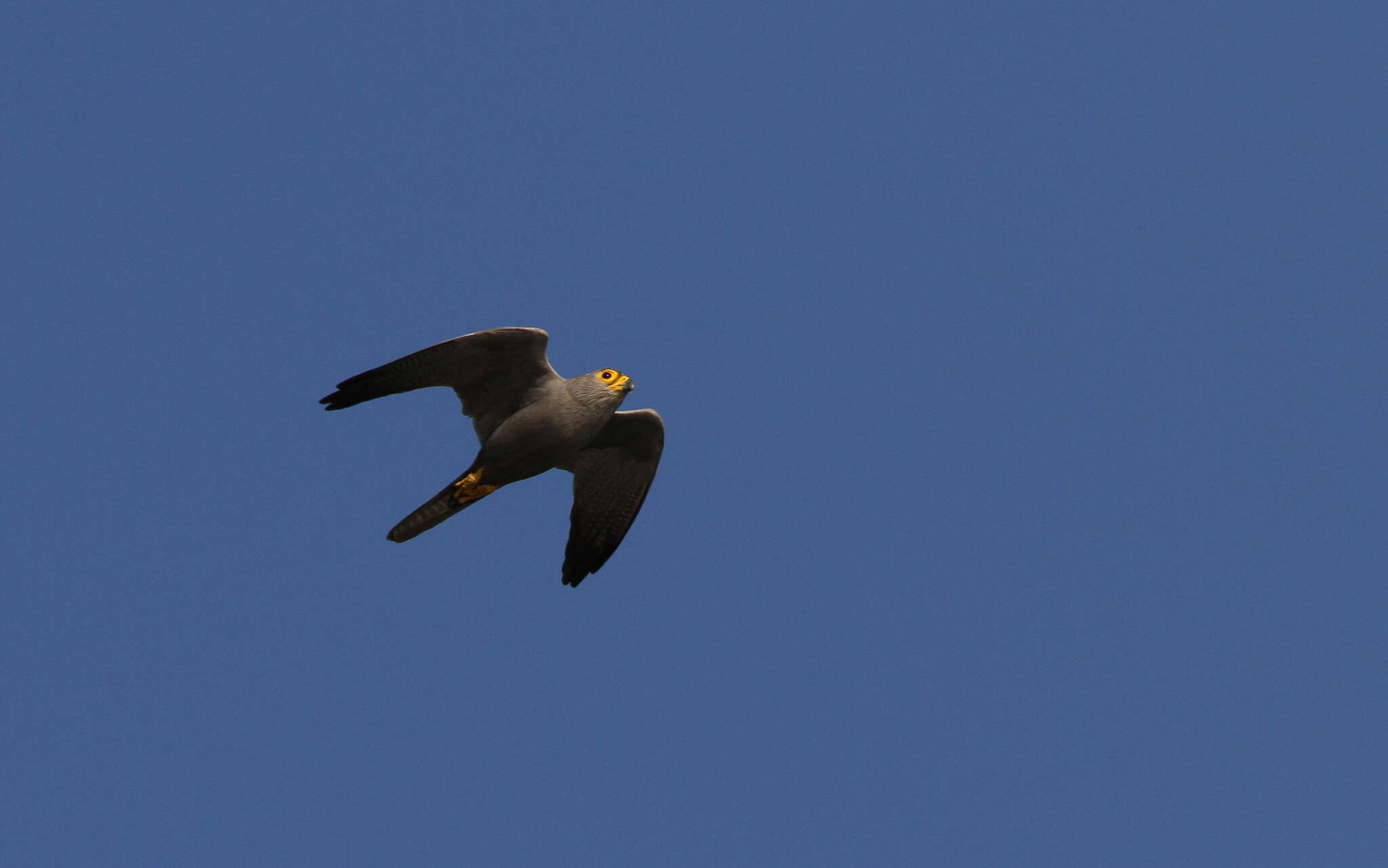 Image of Grey Kestrel