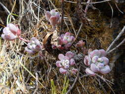 Imagem de Sedum commixtum R. Moran & P. C. Hutchison