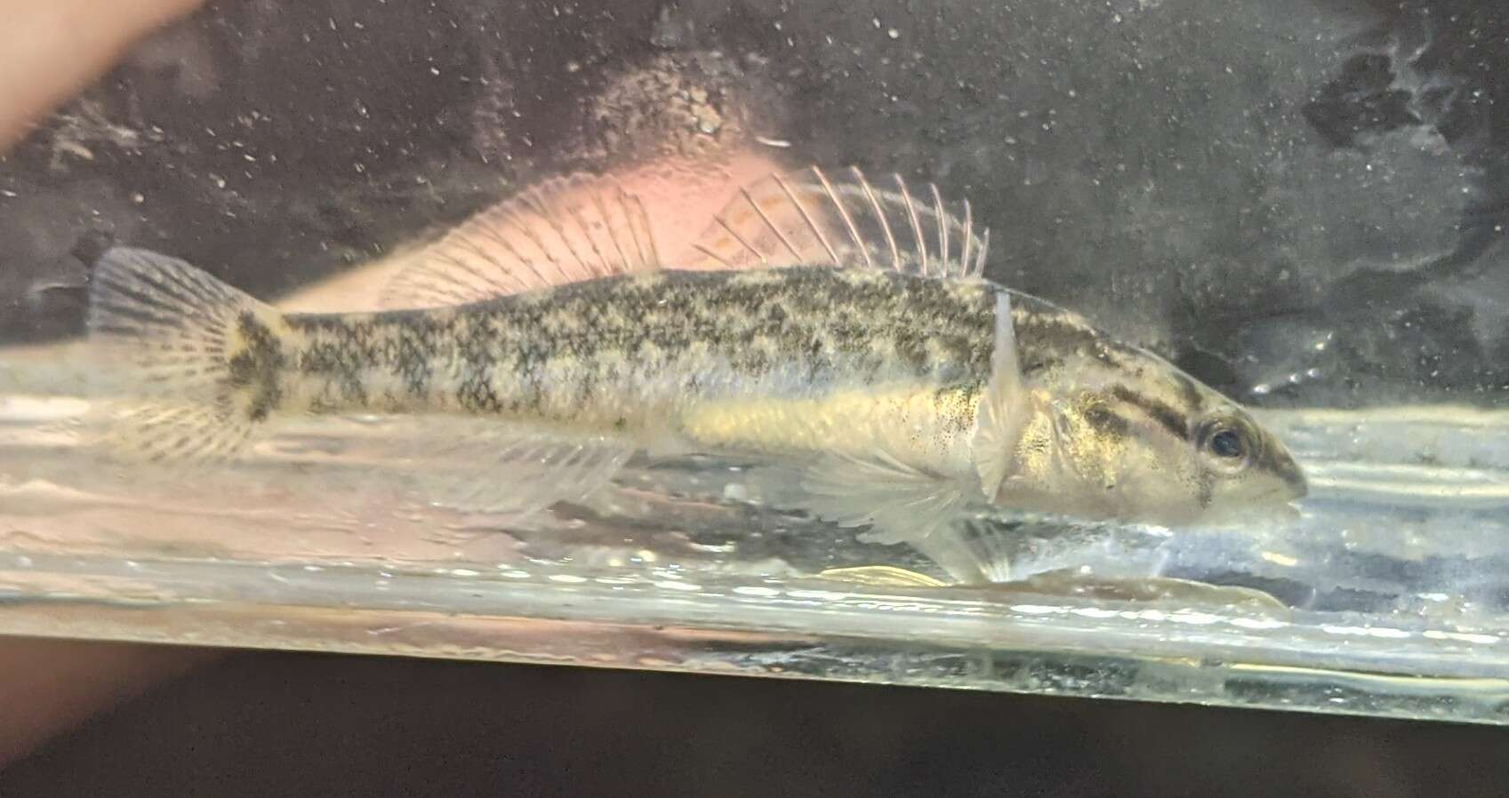 Image of Mud Darter