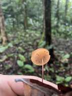 Image of Marasmius cladophyllus Berk. 1856