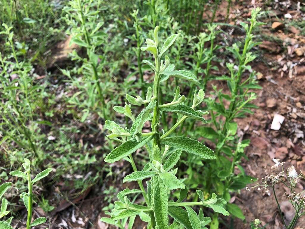 Plancia ëd Pterocaulon redolens