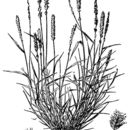 Image of gophertail lovegrass