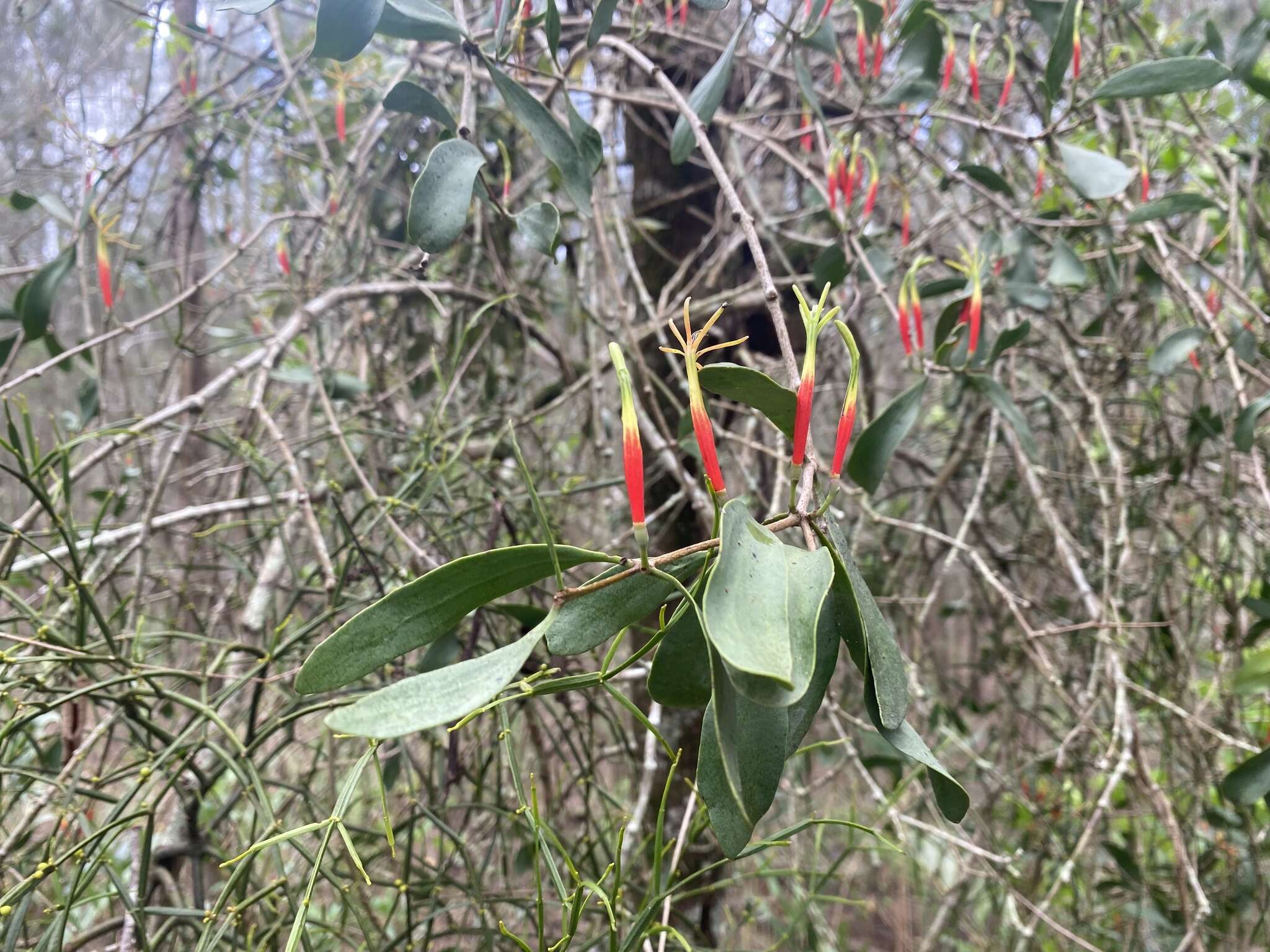 Image of Northern mistletoe