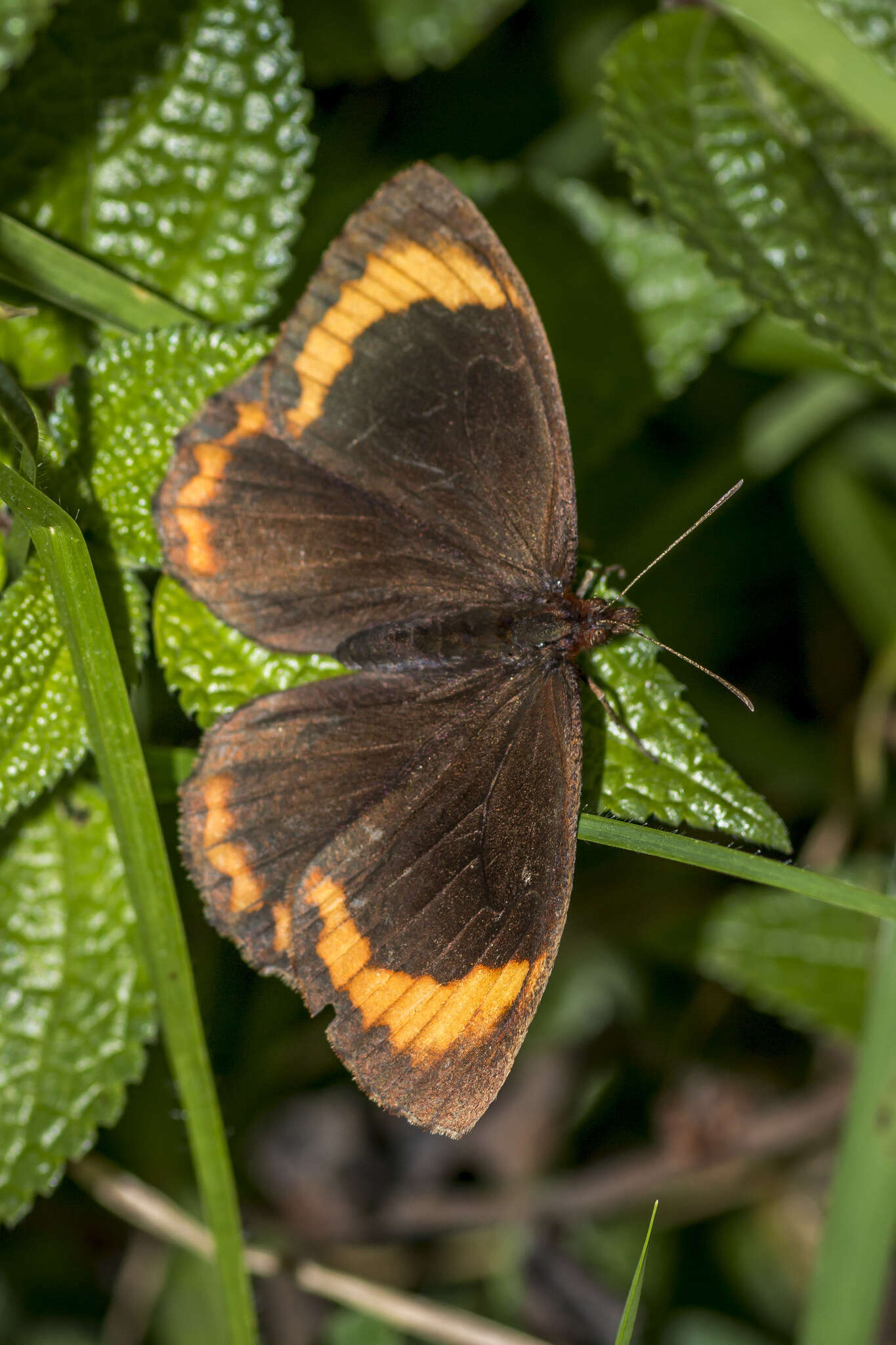 Image of Parapedaliodes parepa Hewitson 1861