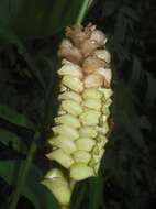 Image of rattlesnake plant