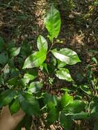 Image of Photinia arguta Wall. ex Lindl.