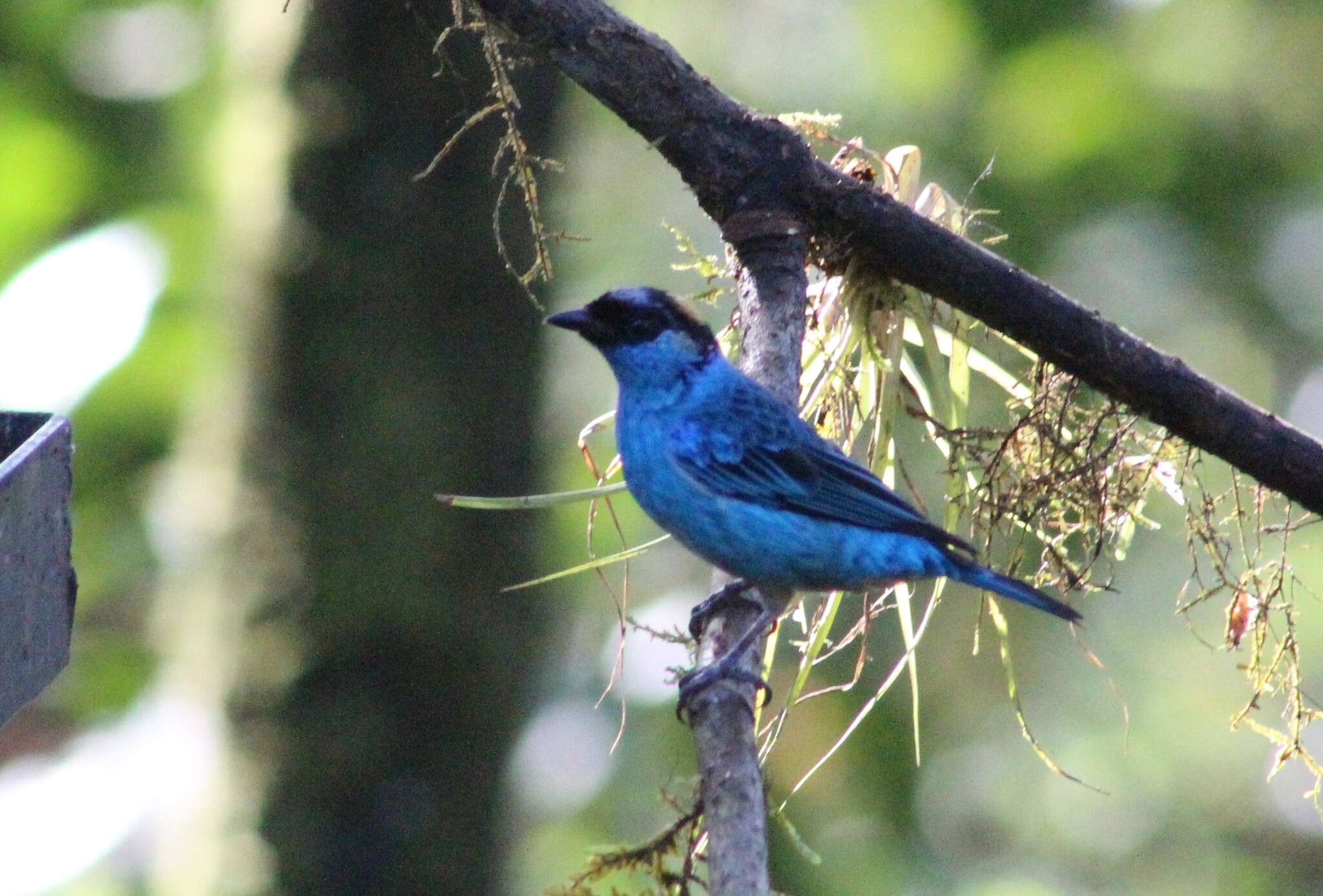 Image of Golden-naped Tanager