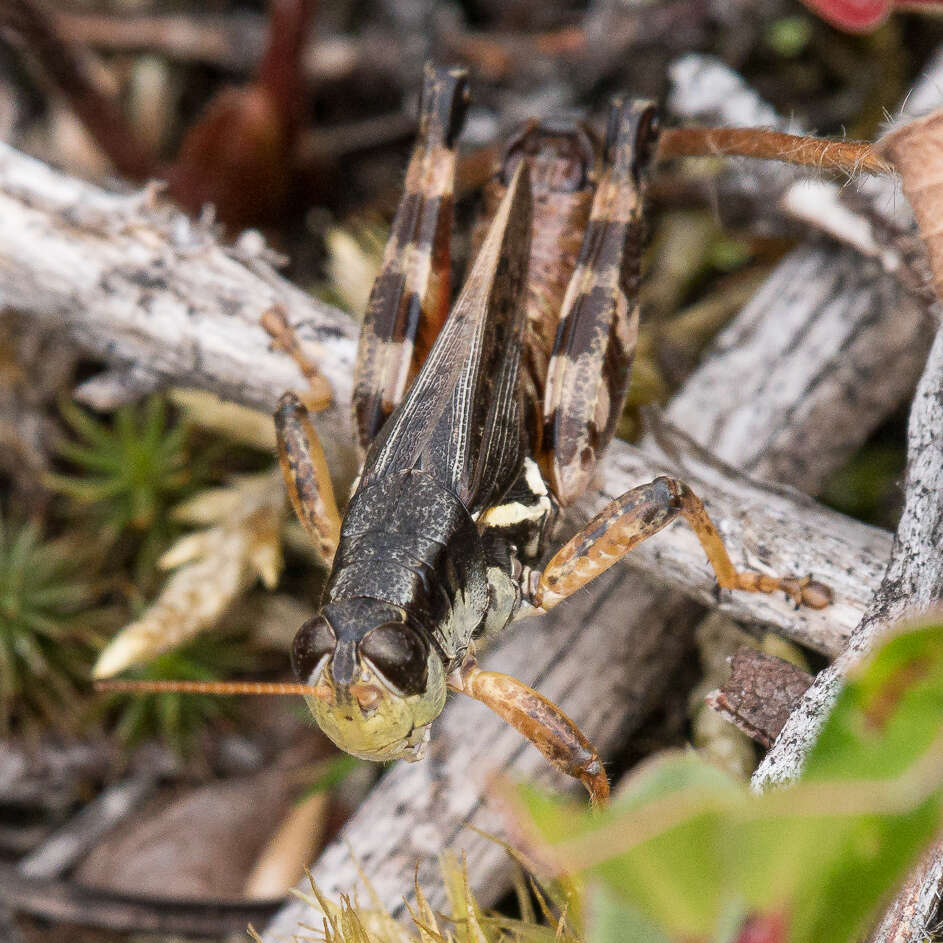 Melanoplus fasciatus (Walker & F. 1870) resmi