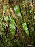 Image of Hymenophyllum cruentum Cav.