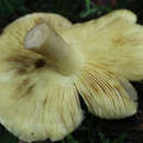 Image of Tricholoma joachimii Bon & A. Riva 1985