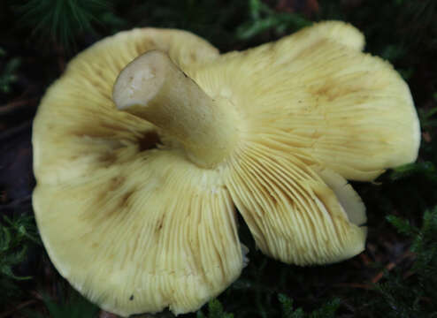 Image of Tricholoma joachimii Bon & A. Riva 1985