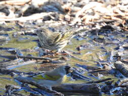 Image of Lawrence's Goldfinch