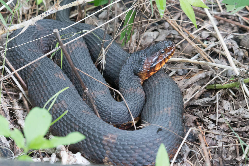 Image of Southern Water Snake