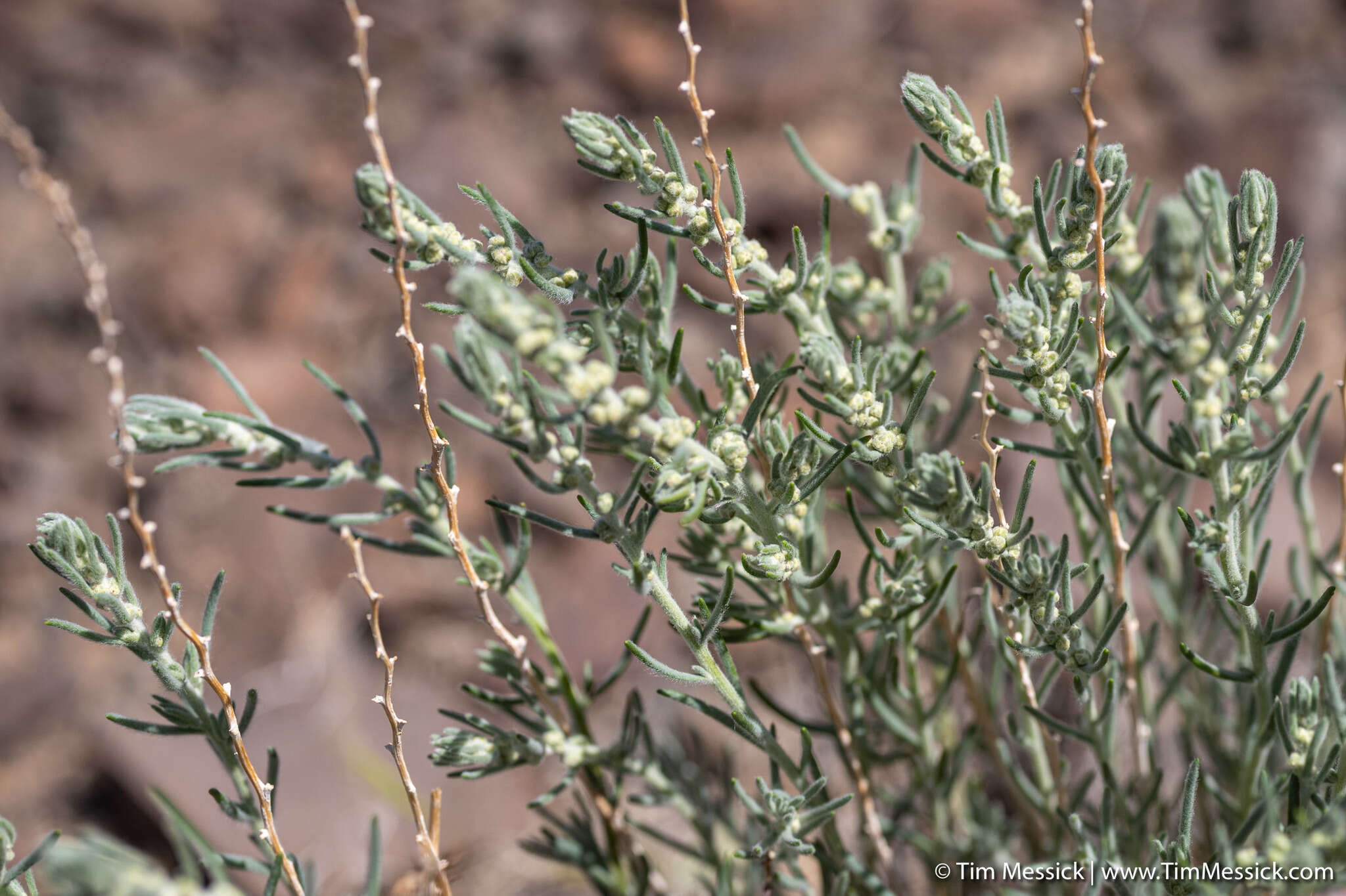 Plancia ëd Neokochia americana (S. Watson) G. L. Chu & S. C. Sand.