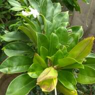 Plancia ëd Solandra longiflora (Britton & Wilson) Tussac