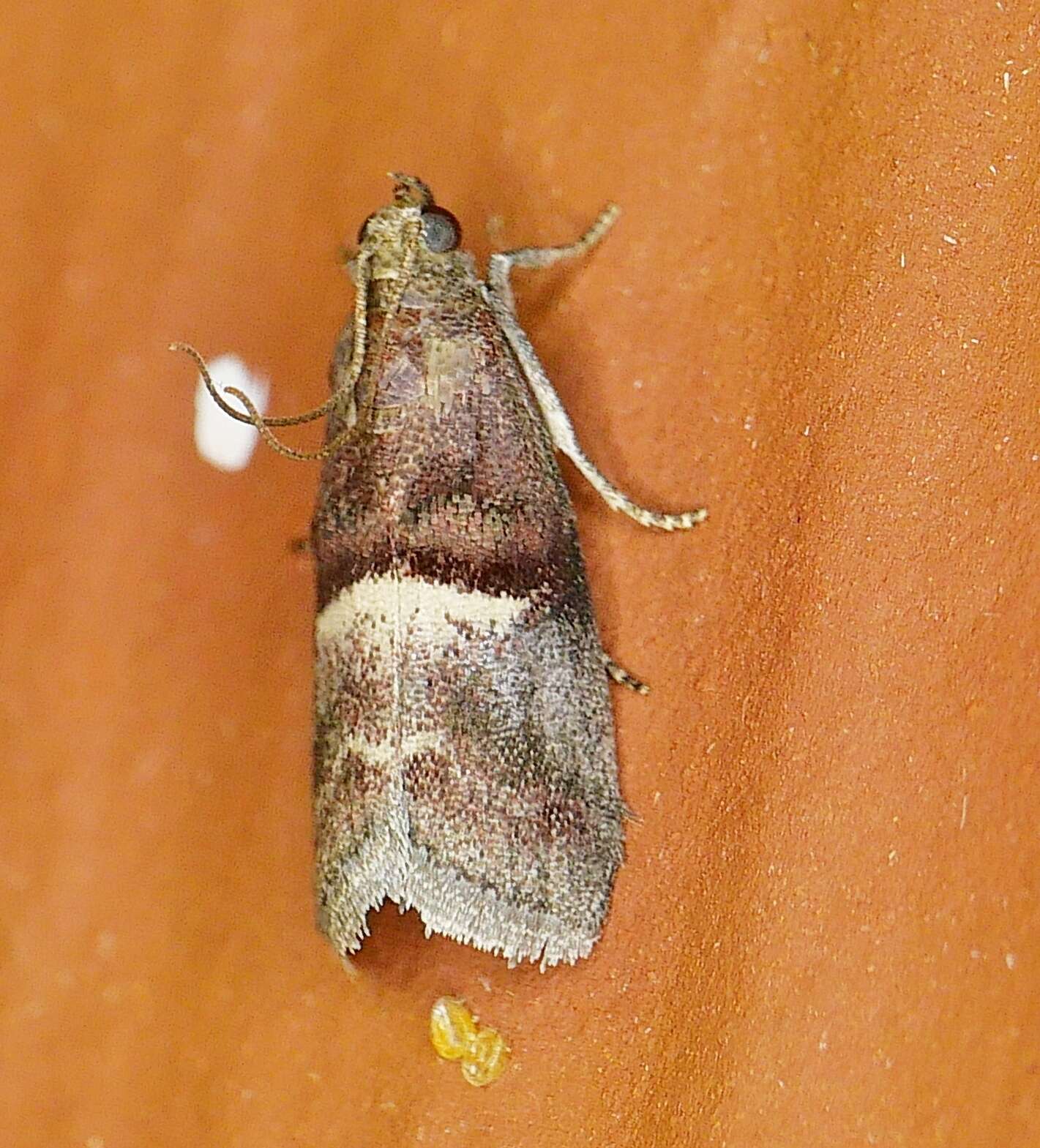 Acrobasis exsulella Zeller 1848 resmi