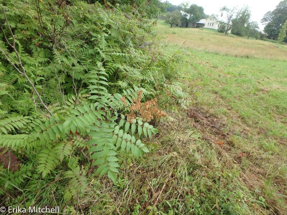 Image of false spiraea