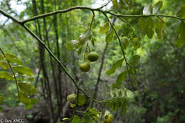 Image of Olax antsiranensis Z. S. Rogers, Malecot & Sikes