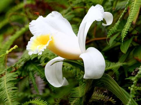 صورة Sobralia leucoxantha Rchb. fil.