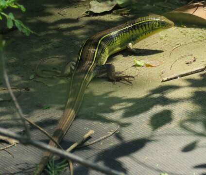 Image of Yellow-throated Plated Lizard