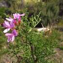 Image of Pelargonium denticulatum Jacq.