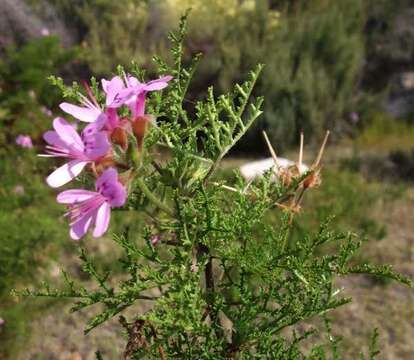 Image of Pelargonium denticulatum Jacq.