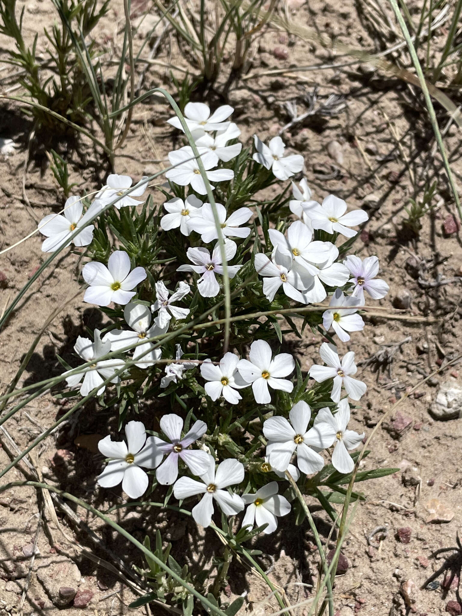 Image of prairie phlox