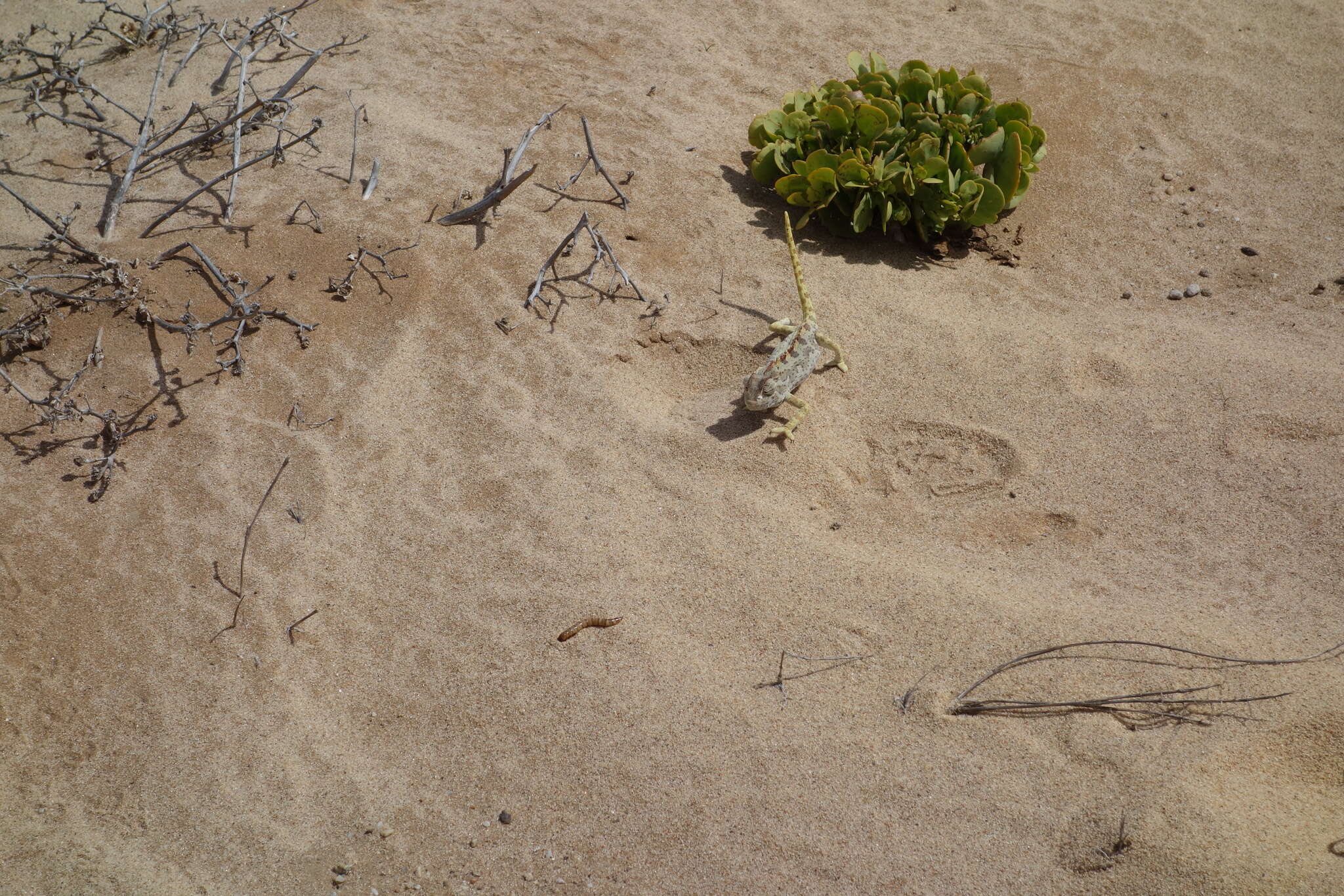 Image of Desert Chameleon