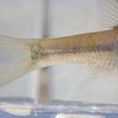 Image of Namaqua barb