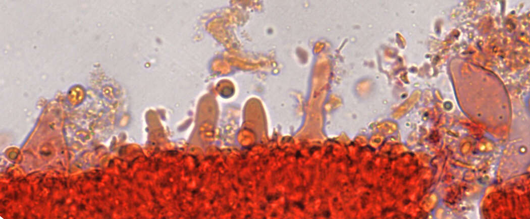 Phloeomana minutula (Sacc.) Redhead 2016 resmi