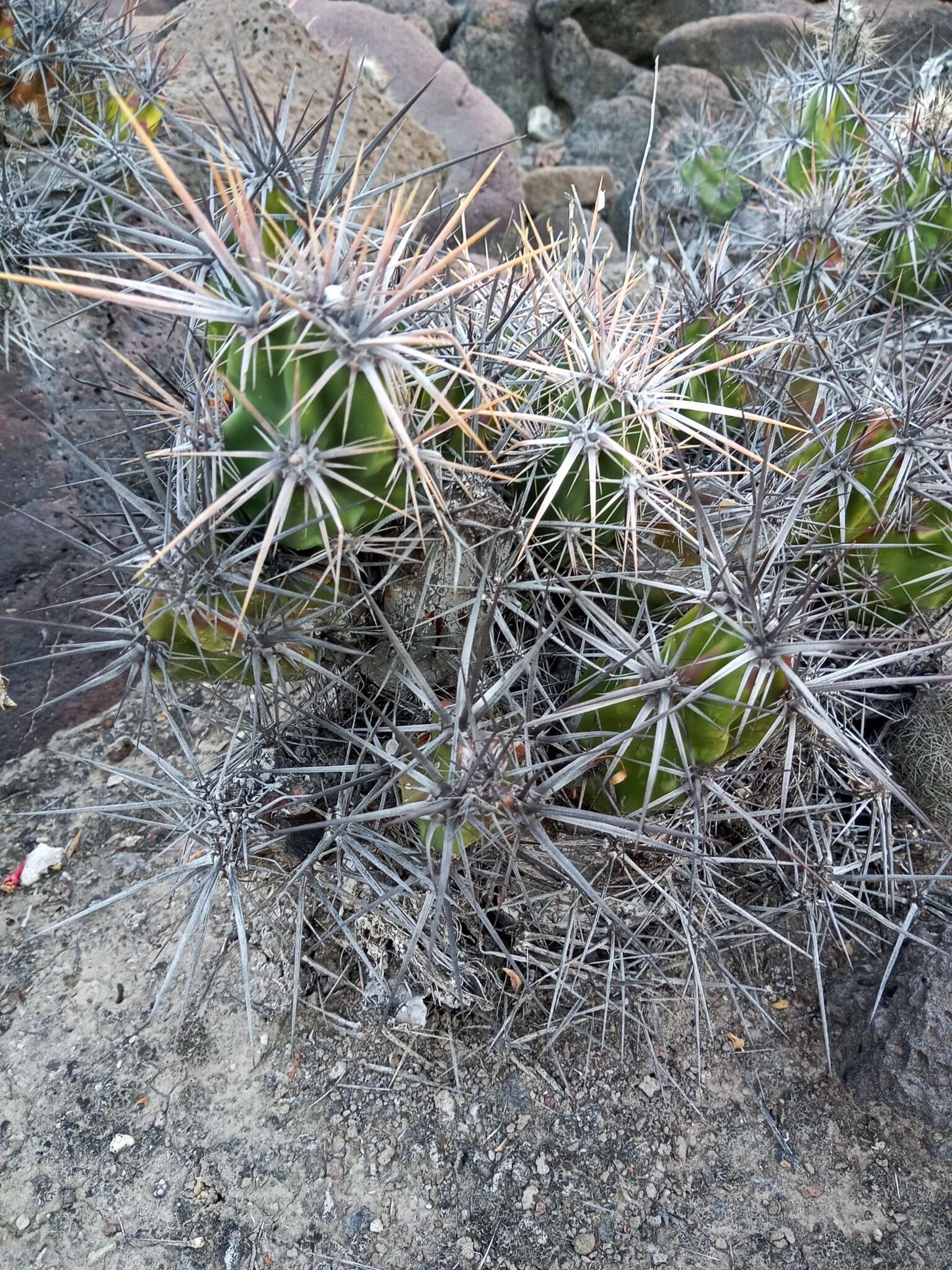 Image of Corynopuntia invicta (Brandegee) F. M. Knuth