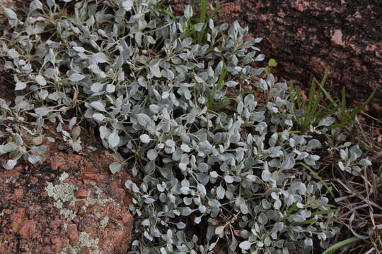 Image of tall buckwheat