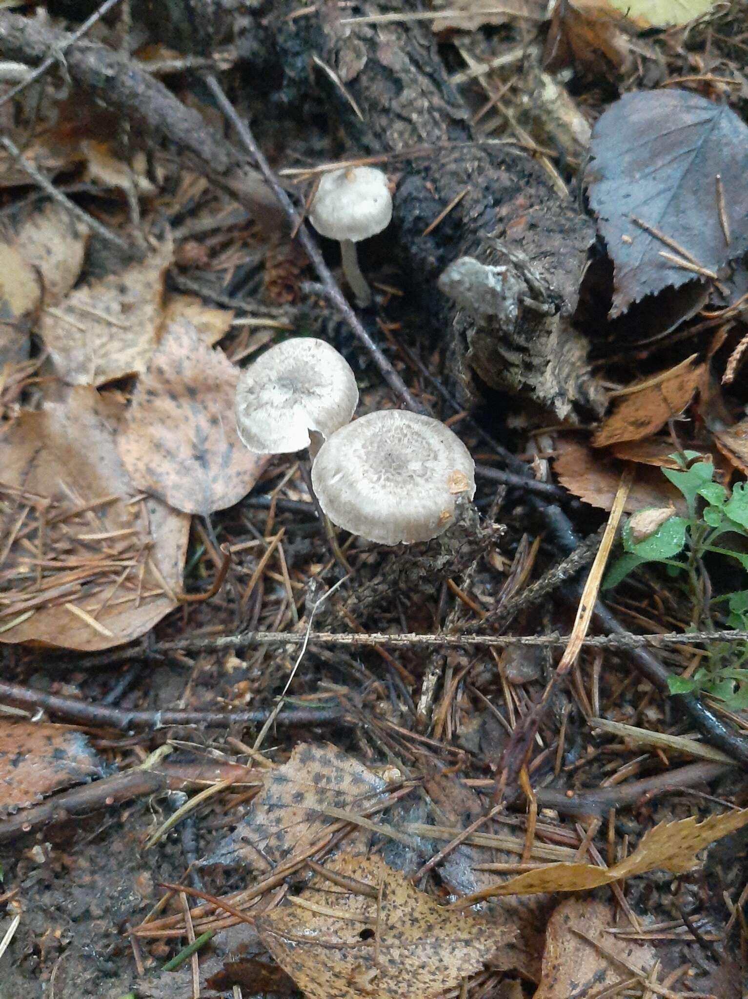 Image of Hygrophorus pustulatus (Pers.) Fr. 1838