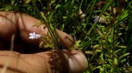 Image of Limestone Wild Basil