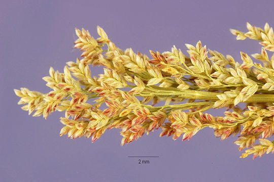 Image of pond lovegrass