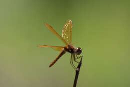 Image of Eastern Amberwing