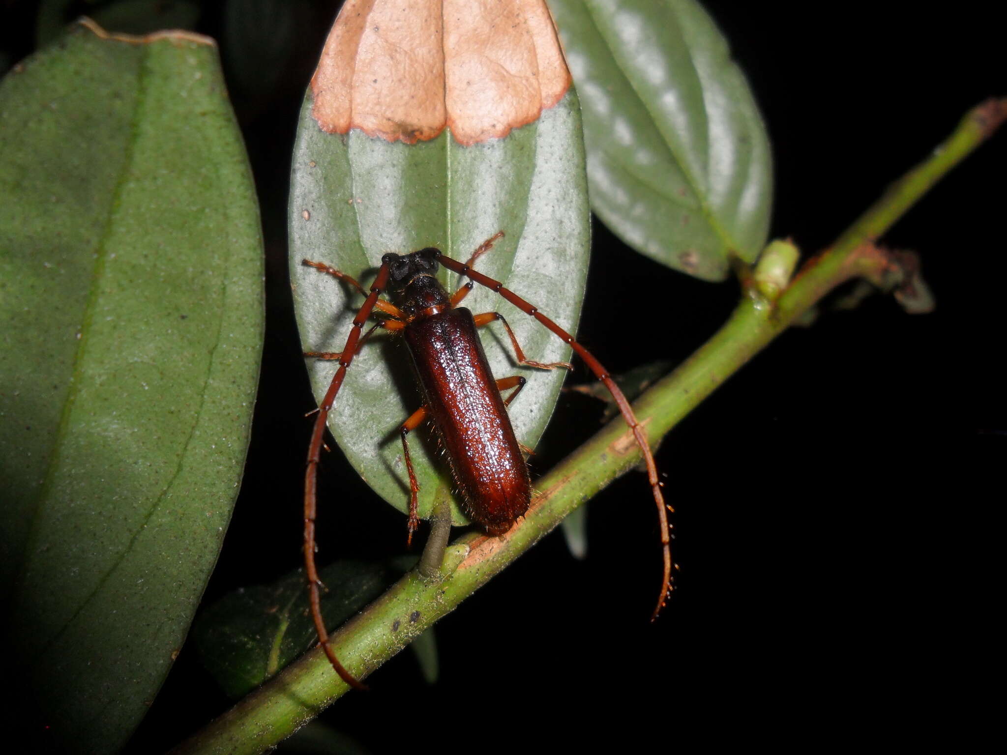 Image of Amphelictus milleri Chemsak & Linsley 1964