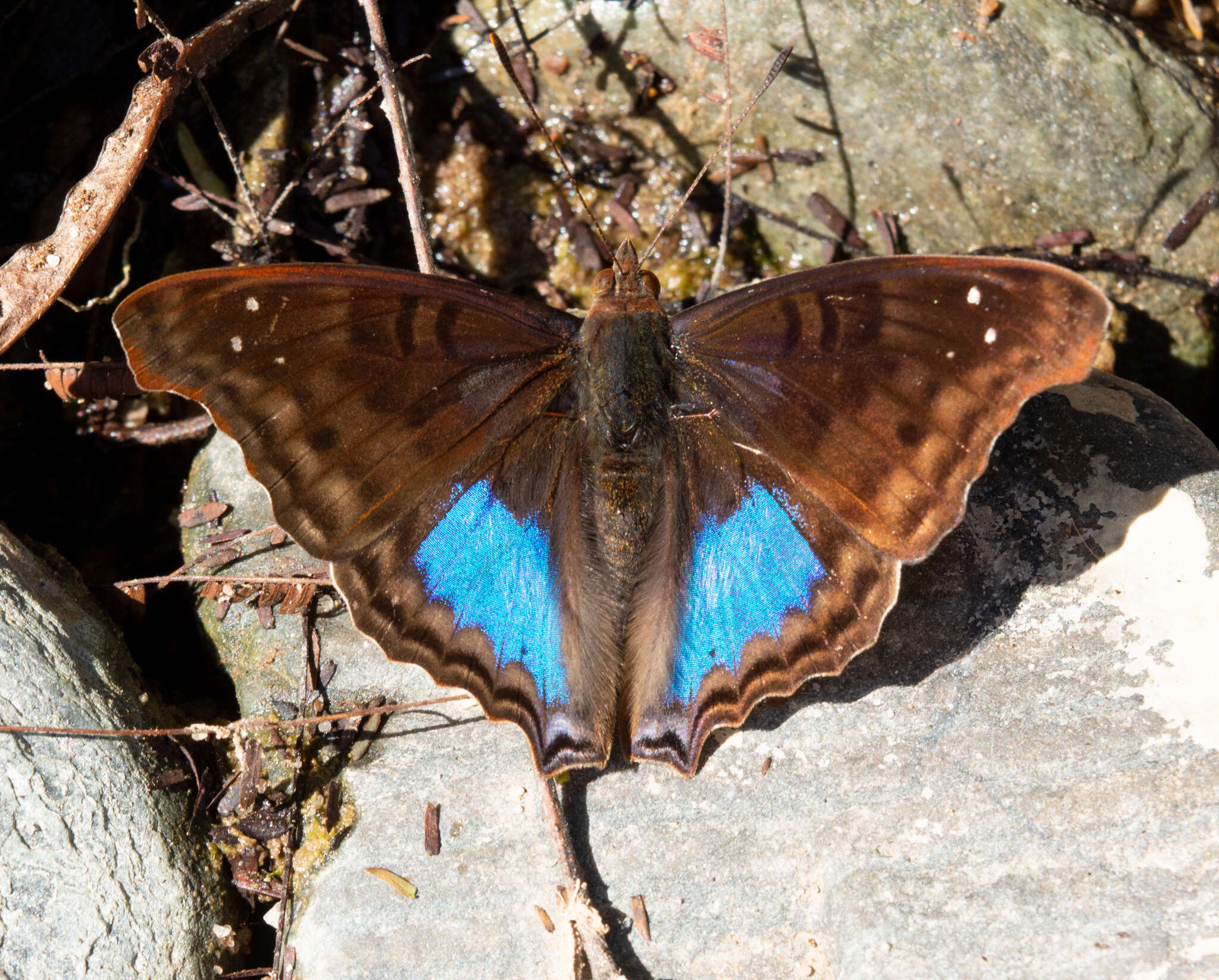 Image of Doxocopa cyane Latreille 1833