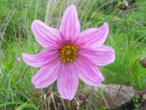 Image of Dahlia sorensenii H. V. Hansen & J. P. Hjerting