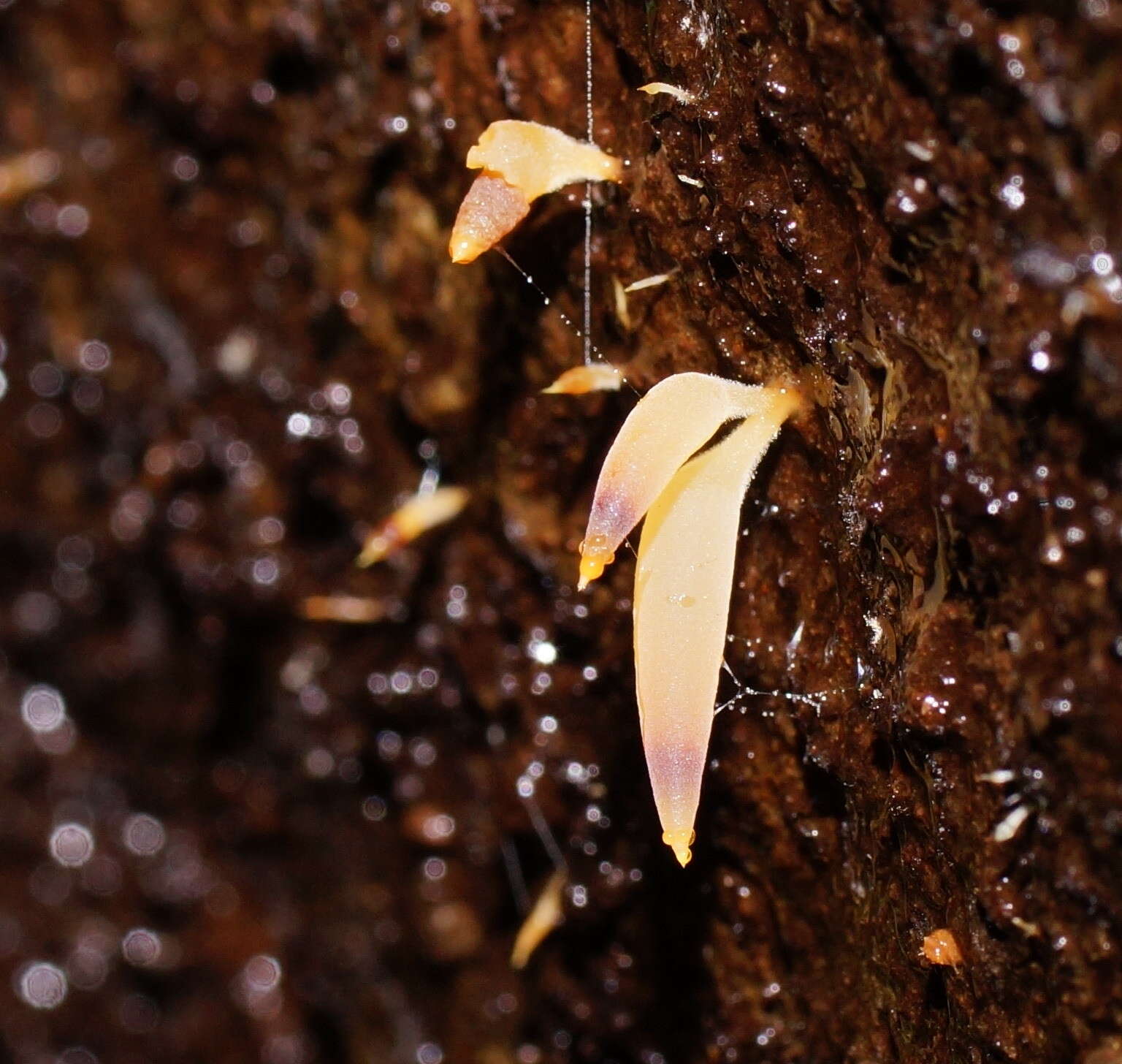 Image de Mucronella pendula (Massee) R. H. Petersen 1980