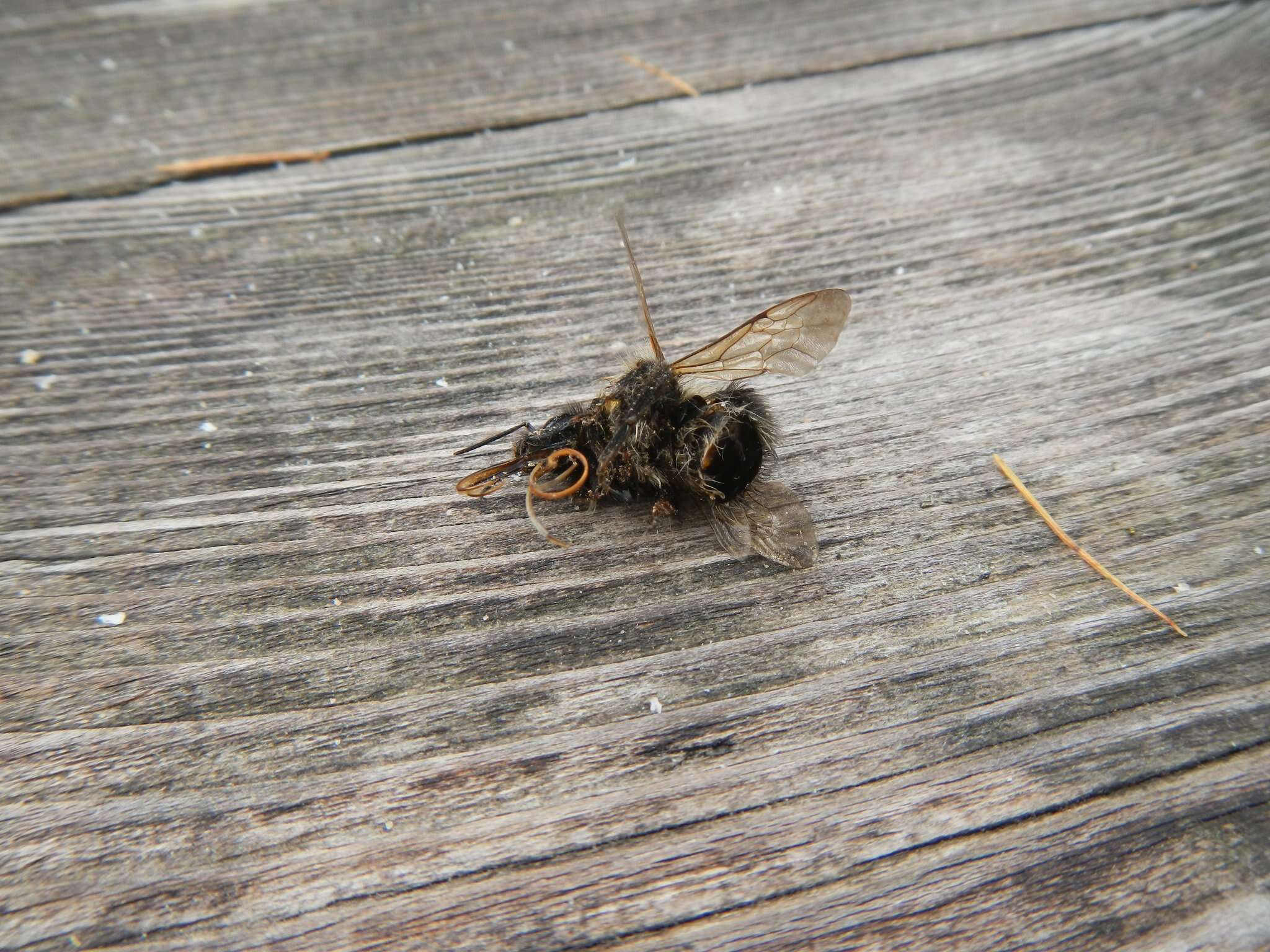 Image of Bombus gerstaeckeri Morawitz 1881