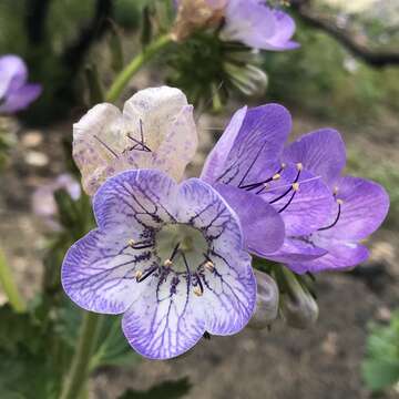 Phacelia grandiflora (Benth.) A. Gray的圖片