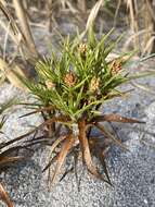 Cyperus pedunculatus (R. Br.) J. Kern的圖片