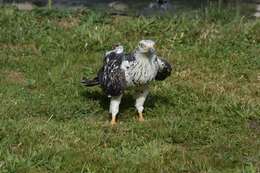 Image of Barred honey buzzard